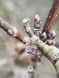 Close-up of flower buds growing on tree