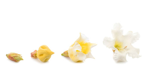 Close-up of yellow flowers against white background