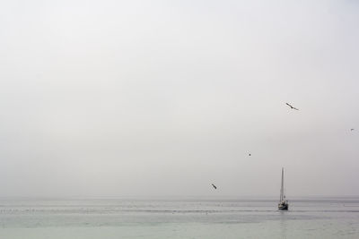 Scenic view of sailboat and seagulls in the sea