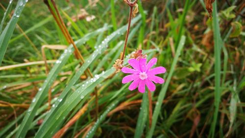 Close-up of pink flower blooming outdoors