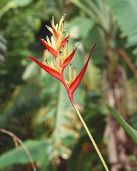 Close-up of red flowering plant