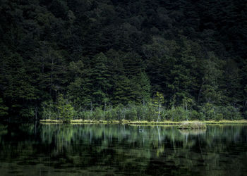 Scenic view of lake in forest