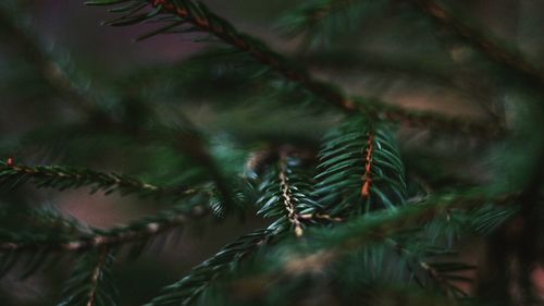 Close-up of pine cone on branch