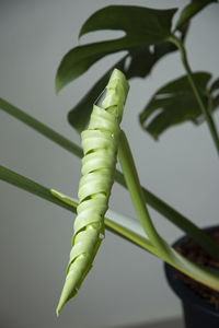 Monstera giant gave birth to a new leaf. tear off the leave