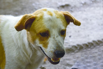 Close-up portrait of dog looking away