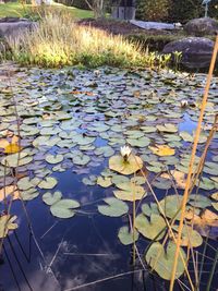 Water lily in lake