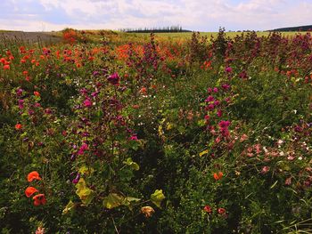 Flowers blooming on field against sky