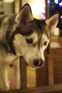 Close-up portrait of dog