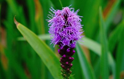 Close-up of purple thistle blooming on field