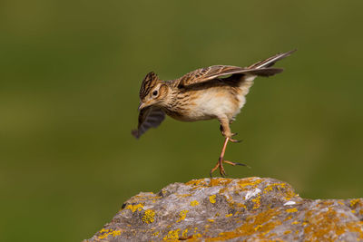 Close-up of bird perching on rock