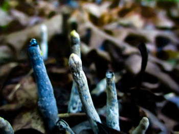 Close-up of plants growing on field