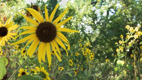 Close-up of yellow flowering plant