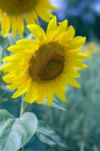 Close-up of yellow sunflower