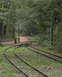 Railroad track in forest