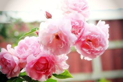 Close-up of pink rose