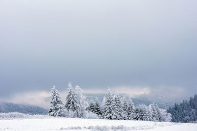 Snow covered pine trees in forest against cloudy sky