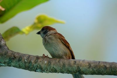 Close-up of bird perching on tree