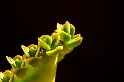 Close-up of succulent plant against black background