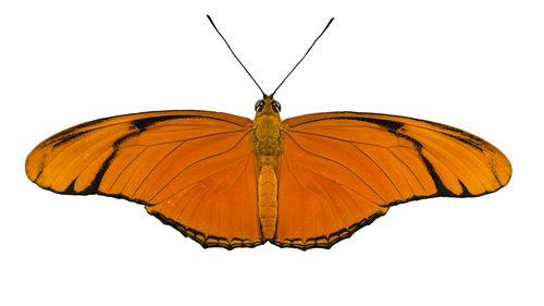 Close-up of butterfly flying over white background