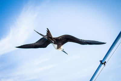 Low angle view of eagle flying against sky