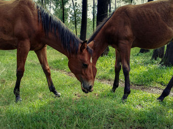 Horses in a field