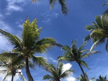 Low angle view of palm trees against blue sky