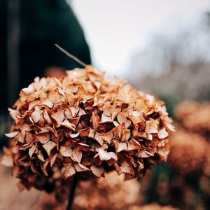 Close-up of plant against blurred background