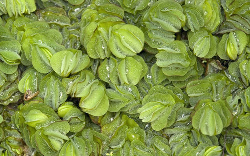 Full frame shot of wet leaves