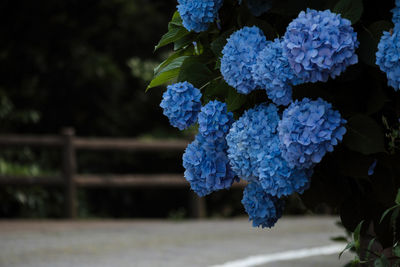 Close-up of blue flowering plant