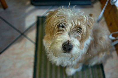 Close-up portrait of white dog