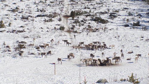 High angle view of flock of sheep