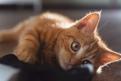 Close-up of a cat