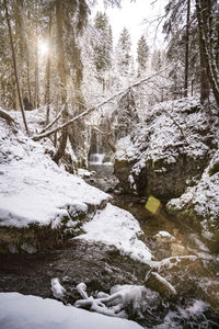 Snow covered trees in forest