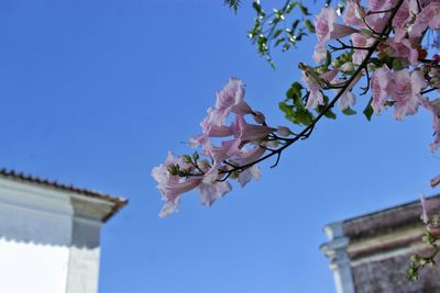 Low angle view of pink flowering tree against blue sky