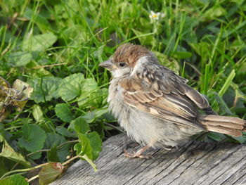 Close-up of bird perching on wood