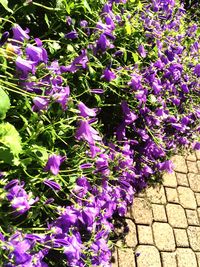 Close-up of purple flowers