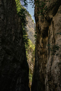 Low angle view of trees on rock formation