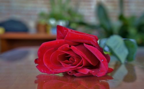 Close-up of red rose