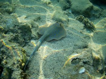 High angle view of fish underwater
