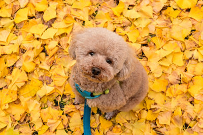 Close-up of dog