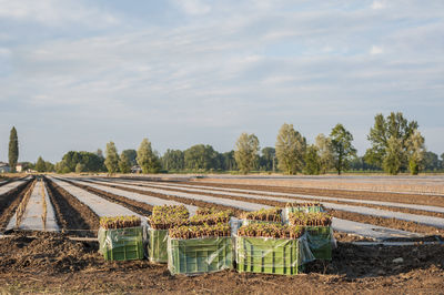 Panoramic shot of farm against sky