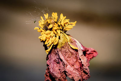 Close-up of dried flower