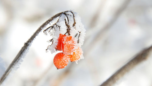 Close-up of frozen plant