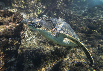 Turtle swimming in sea