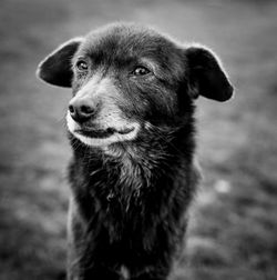 Close-up of dog looking away