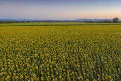 Scenic view of oilseed rape field against sky