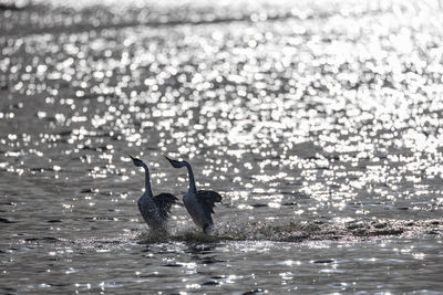 Birds in lake