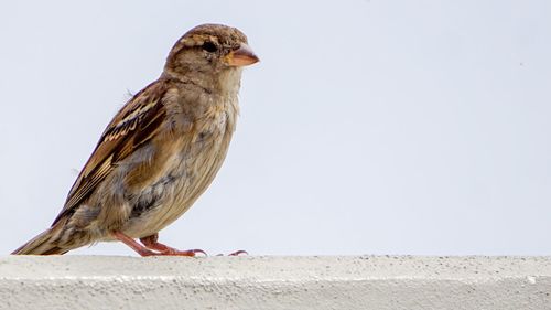 Bird perching on wall