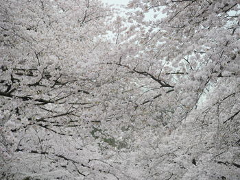 Full frame shot of cherry blossom tree