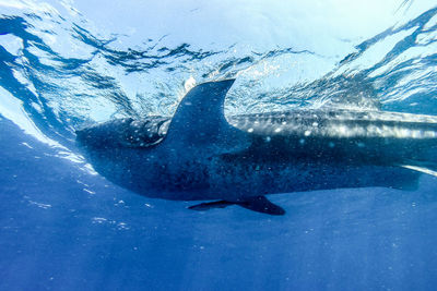 Fish swimming in sea